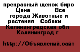 прекрасный щенок биро › Цена ­ 20 000 - Все города Животные и растения » Собаки   . Калининградская обл.,Калининград г.